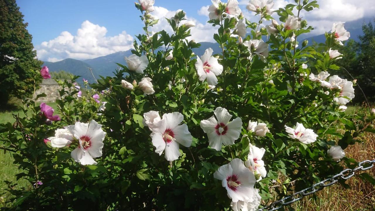 Casa Delle Rose Villa Teglio Eksteriør bilde
