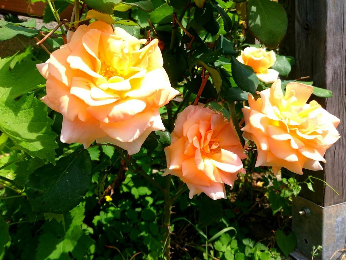 Casa Delle Rose Villa Teglio Eksteriør bilde